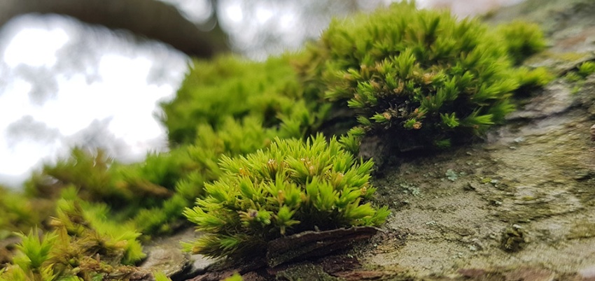 Impact of nanomaterials and nanotechnologies on the environment